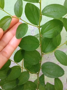 Bibit Bidara Super Unggul: Tanaman Pengusir Jin & Berlian Bibit Unggul