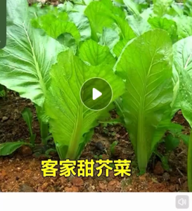 Biji Bernih Four Seasons Sweet Hakka Mustard(200 Seeds) / 客家甜芥菜籽