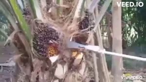 หัวเกียร์แทงปาล์มน้ำมัน เสียมแทงปาล์ม เคียวปาล์ม ใบเลื่อยตัดปาล์ม ชุดต่อความยาว 4.80 ม.สินค้ามีอนุสิทธิบัตรห้ามละเมิด ไทยนต์การเกษตร