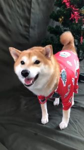 [สินค้าราคาพิเศษ] บอดี้สูทหมา ชุดกันขนร่วง ชุดเก็บขน ชุดกันเลียแมว ลายคริสมาส | CLAWSET.BKK