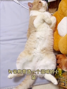 HATELI Tấm sưởi ấm cho mèo chống thấm nước dùng trong nhà thảm sưởi ấm cho mèo chó có thể điều chỉnh 8 mức nhiệt độ có hẹn giờ giường sưởi ấm trong nhà có dây chống cắn bảo vệ khi mất điện