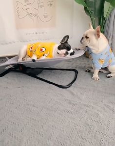 Portable Folding Dog Bed & Small Dog Rocking Chair: Your Ultimate Guide