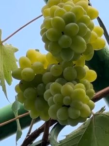 Bibit Anggur Import Harold STEK: Panduan Penanaman untuk Pemula