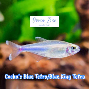 【Ocean Zone】 Cochus Blue Tetra / Blue King Tetra - 5pcs / 10pcs (Live Fish with DOA)