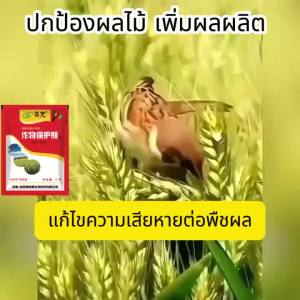 10 ปีไม่มีนก ไล่นก ซื้อ1แถม3 ไล่นกพิราบถาวร ใช้ได้กับนกทุกชนิด เครื่องไล่นก ตายกลางแจ้ง ตายแห้งไม่เหม็น ที่ไล่นก กลิ่นคงอยู่ได้นานกว่า สเปรย์ไล่นก น่าดึงดูดมากสำหรับนก ที่ไล่นกพิราบ ยาไล่นกสามารถสร้างกลิ่นอันไม่พึงประสงค์ให้นก ยาไล่นกพิราบ ที่ไล่นกพิลาบ