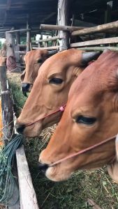 หญ้าไนล์ ท่อนพันธุ์หญ้าไนล์ 10กก.