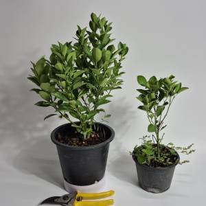 ktgarden ต้นส้มจี๊ด กระถาง 7.5นิ้ว.