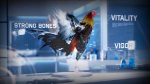 Super Energy Ginseng 2 chai 10ml - Nhân sâm giúp gà tơ gà lỏn lẻn mau cự mạnh chống rớt bo khi di chuyển xa