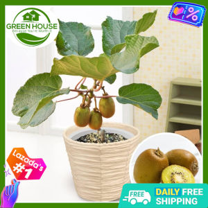Green House® - Bonsai Kiwi Fruit Seeds for Plantings (20 Seed) incl. Plant Instruction - Dwarf Kiwifruit - Eatable