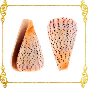 Conus Surat | Conus Suratensis | 2.5 - 3 Inches