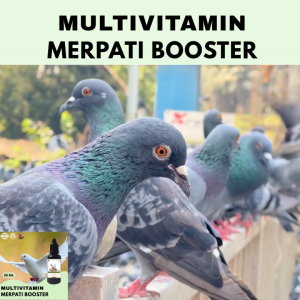 Vitamin Burung Gacor 30 ml Untuk Merpati Vitamin Penggacor Burung Rekomendasi Burung Kicau