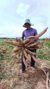 หัวดก หัวโต สำหรับพืชตระกูล ลงหัวทุกชนิด #มายเพาเวอร์เฮด เซ็ต 1 ขวด (ขนนาดบรรจุ 1000 ซีซี.) ออร์แกนิก100% ปุ๋ยหัวดก ปุ๋ยหัวดก ราคา - Lazada