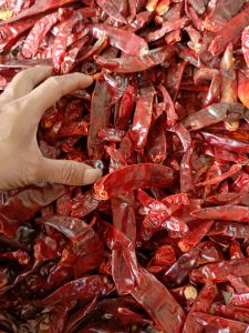 MURAH ( 1KG ) CABE MERAH BESAR TANPA TANGKAI