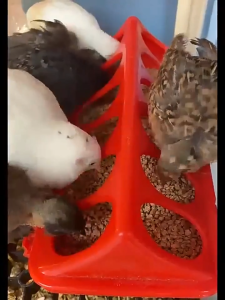 Tempat Makan Puyuh/ Merpati/ Anak Ayam Model 12 Lubang