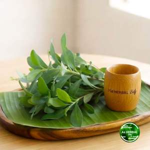 Daun ginseng jawa segar 600 gram-az
