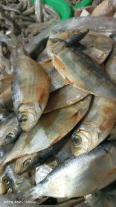 ikan asin tembang ikan asin mata belo kualitas super berkualitas murah 1.kg