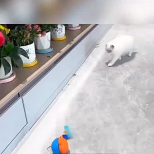 ลูกบอลกลิ้งอัจฉริยะอัตโนมัติ ใช้ถ่าน AA 1 ก้อน ลูกบอลแมวอัติโนมัติ หมุนได้ 360°-B47