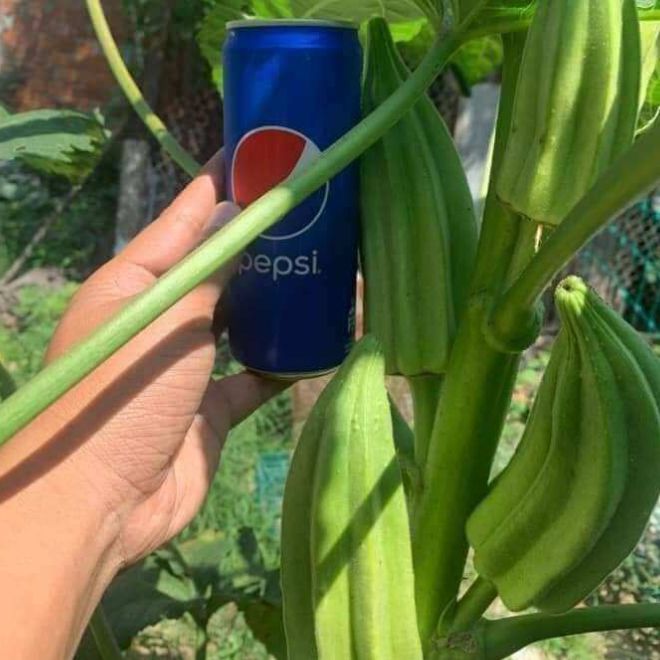 20%20H%E1%BA%A1t%20Gi%E1%BB%91ng%20%C4%90%E1%BA%ADu%20B%E1%BA%AFp%20Kh%E1%BB%95ng%20L%E1%BB%93%20Star%20David_Y%20%E1%BA%A3nh%20kh%C3%A1ch%20tr%E1%BB%93ng%20-%20Image%201