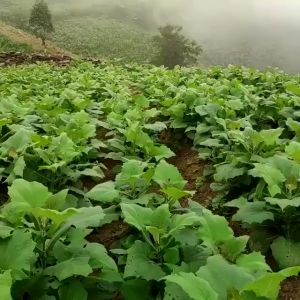 combo 2kg sâm giống củ giống để trồng