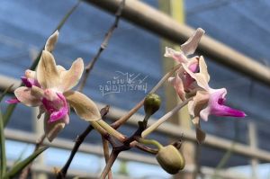 เอื้องหนวดพราหมณ์พาราฟาแลนด์🌸ขนาดไม้ละ3-5 ลำต้น ออกดอกเก่งตลอดปี 1 ไม้ /ขุนเขาการ์เด้น