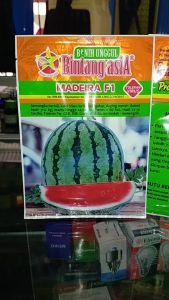 Benih Semangka Madeira 20gr