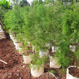 TANAMAN HIAS CEMARA BALOM 1 - 15 METER / POHON CEMARA BALON