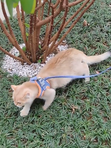 แมวลากสะท้อนแสงสายสะท้อนของเสื้อกั๊กกันลื่นหลุดออกจากบ้านสุนัขเชือกลากจูงสำหรับจูงแมวจูงเชือกสำหรับเดินแมว