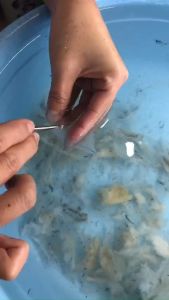 Chân Yến Sào Khánh Hòa Rút lông Loại To + quà tặng