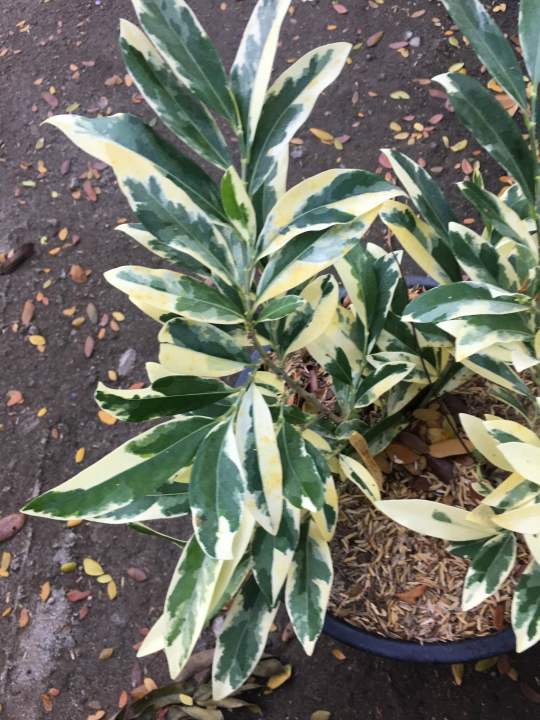 Variegated matdo plant | Lazada PH
