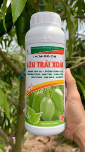 LỚN TRÁI XOÀI – Buông Đòn Dài Suông Thẳng Trái Tăng Đậu Trái Lớn Trái Bóng Trái Chắc Ruột Đẹp Màu Nặng Ký (Chai 1 Lít)