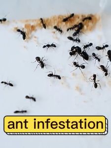 Gooti Insect Spray 500ML Scent Termite Ant Cockroach Cockroach killer spray Fly spray  Ants