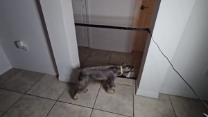 Teekland Mesh Fence for Kids or Pets Pet Magic Gate for The House Portable Baby Puppy Safety Fence Guard for Stairs and Doorways Easy Install Anywhere