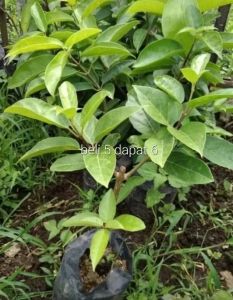 windaba - bibit tanaman cincau pohon cincau jelly super siap tanam ( beli 5 dapat 6 )