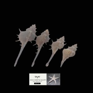 Kerang duri isi 20 pcs