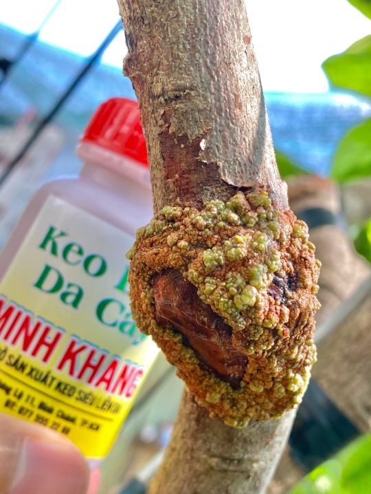 Keo%20Li%E1%BB%81n%20S%E1%BA%B9o%20Da%20C%C3%A2y%20Minh%20Khang%20-%20Image%201