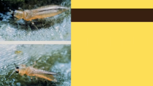 Oshin 1gr 10Kg Racun Serangga Dinotefuran 1% koya mealybug afid sting bugs outdoor plants farms