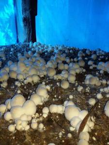 เชื้อเห็ดฟาง พร้อมเพาะ ออกดอกเยอะ ดอกใหญ่ (ชุด9ก้อน แถมฟรี อาหารบำรุงดอกเห็ดและน้ำหมัก ) มีคู่มือการเพาะในชุด