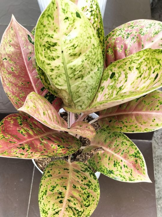 aglaonema black legacy Aglaonema Black Maroon main image 1