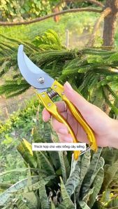 Kéo cắt cành dày kéo cắt tỉa làm vườn kéo cành hoa kéo cắt cây ăn quả kéo tỉa hoa quả mỏng hái trái cây