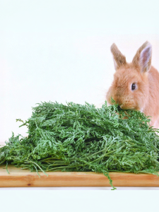 PET AND YOU | Vitamin C Rich Health Grass Carrot Leaves and Stems