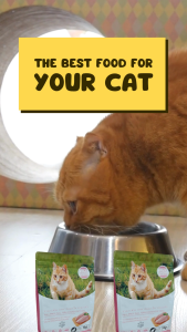 อาหารแมวแบบฟูลเทอมไก่ ราคาเต็ม