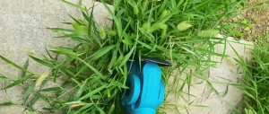 2-in-1 Cordless Wireless Hedge Trimmer Lawn Mower Grass Shears Shrub Trimmers / Bush Trimmers