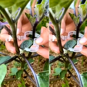 [HCM] 100 Chiếc Vườn Cây Cố Định Kẹp Cây Vườn Hoa Bó Nhánh Kẹp -GL602