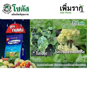 ฟังกูราน-โอเอช สารป้องกันกำจัดเชื้อรา คอปเปอร์ไฮดรอกไซด์ 77% WP สูตรทนฝน คุณภาพสูงจากเยอรมัน ของแท้