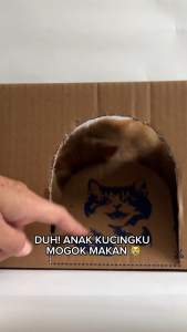 Catto Cat Food - Kitten Starter Pack Bundle 50gr x 10 pcs | Natural Wet Cat Food | Makanan Kucing Basah Daging Natural