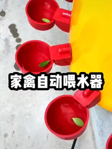 Chicken Drinking Cup Automatic Water Feeder 6PCS Poultry Water Bowl for Chicken Duck Quail Bird Farming