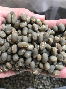 Green Bean Arabika Gayo Peaberry G1