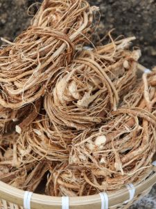 Authentic Wild Five-Fingered Hawthorn Root Freshly Harvested from Heyuan Guangdong Speciality Dried Soup Material Fine Root