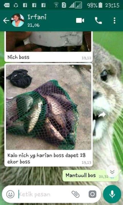 ESSEN%20GACOR%20IKAN%20MAS%20OPLOSAN%20-%20Indukan%20Rame,%20Andalan%20Lomba%20Galapung%20-%20Image%204
