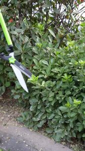 ISKU Gunting Rumput Dahan Ranting Pagar Kebun Besar Alat Pemotong Rumput Ranting Potong Telescopic